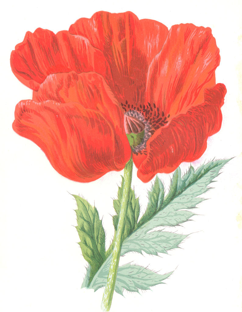 BOTANICAL. Oriental Poppy. garden flower 1890 old antique print picture